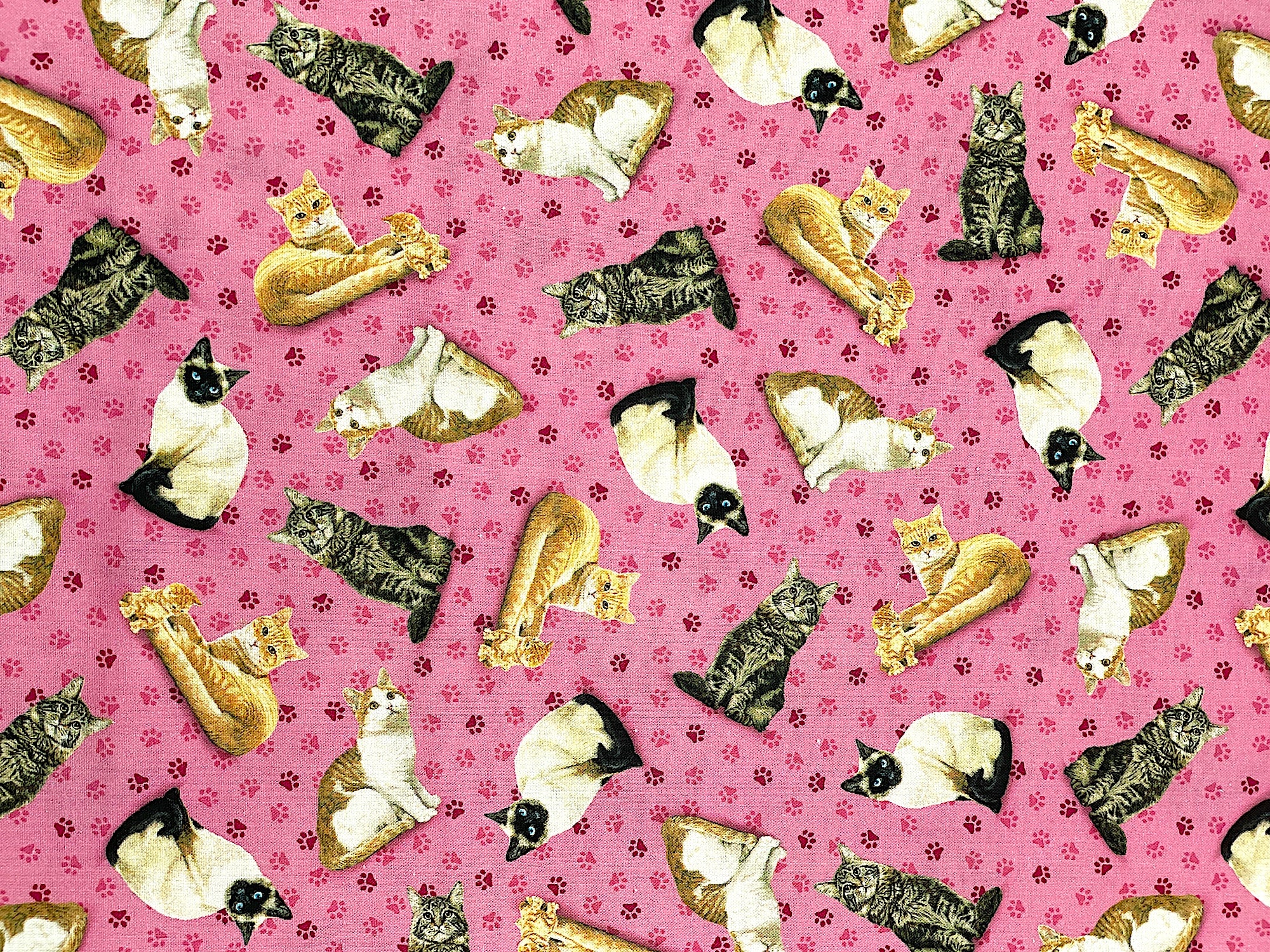 Cats sitting on a pink fabric.