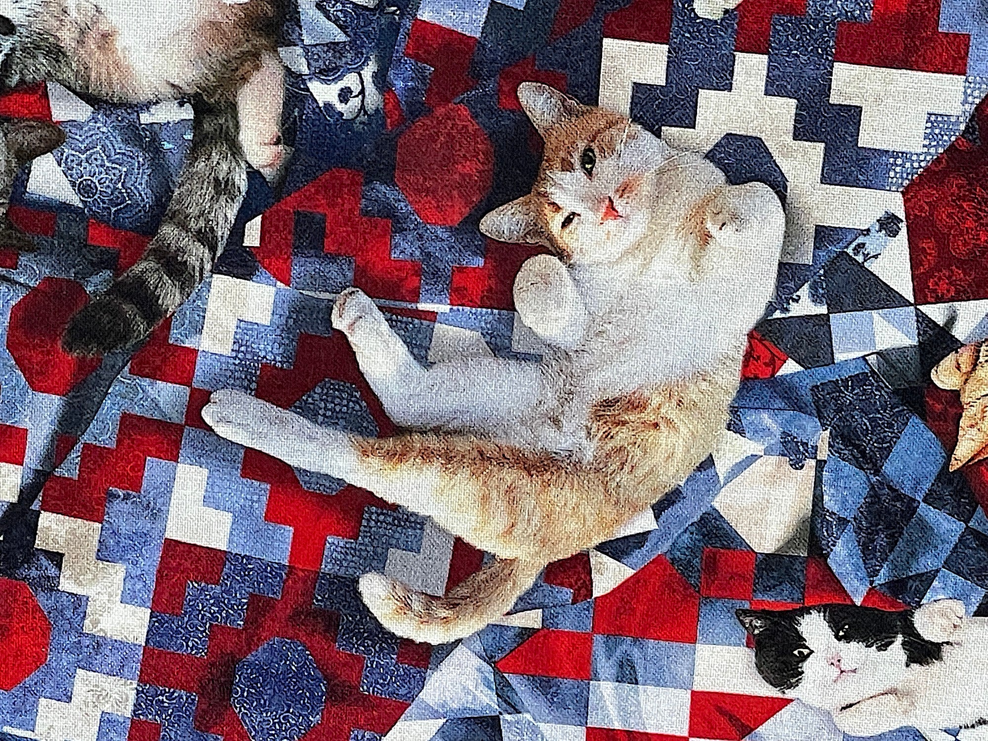 Close up of a cat sprawled out on a quilt.