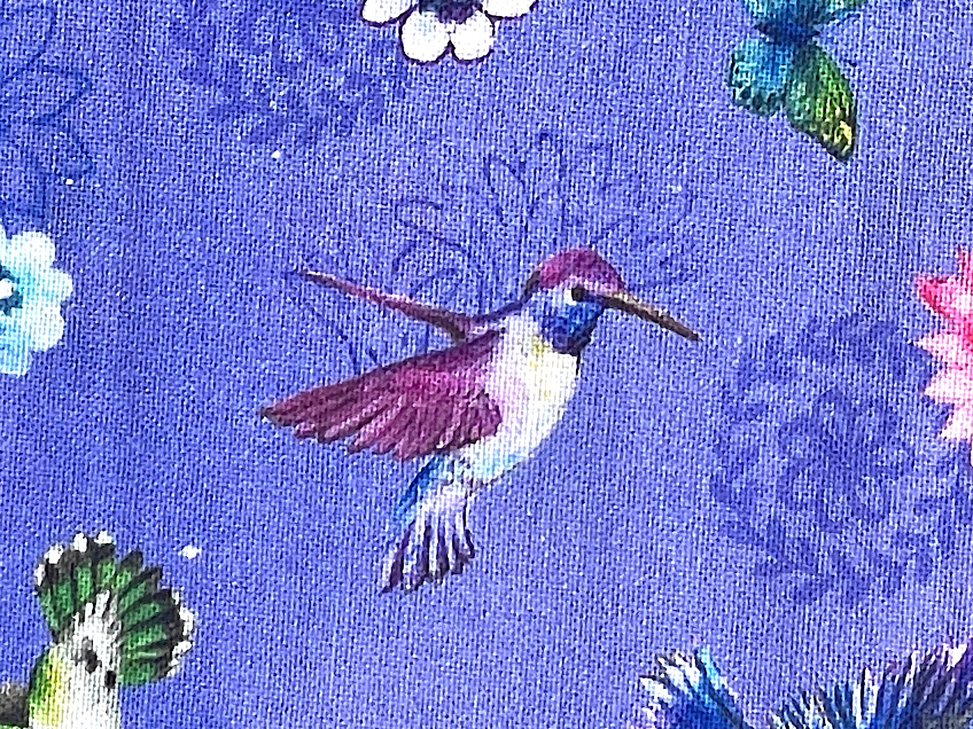 Close up of a purple, blue and white hummingbird.