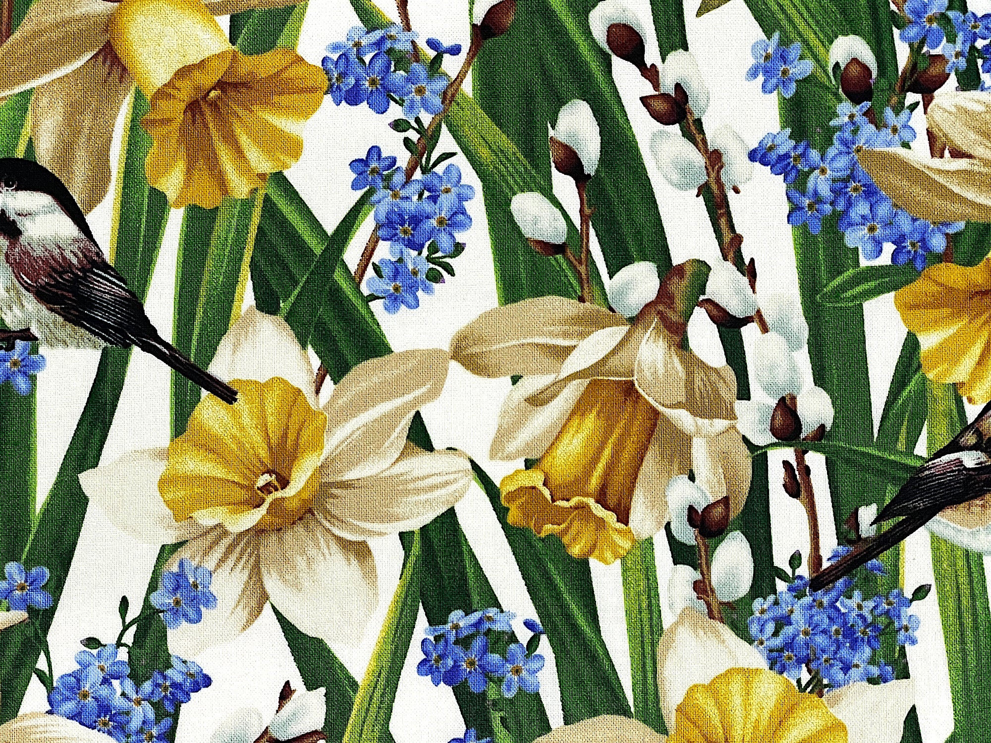 Close up of daffodils, birds and leaves.
