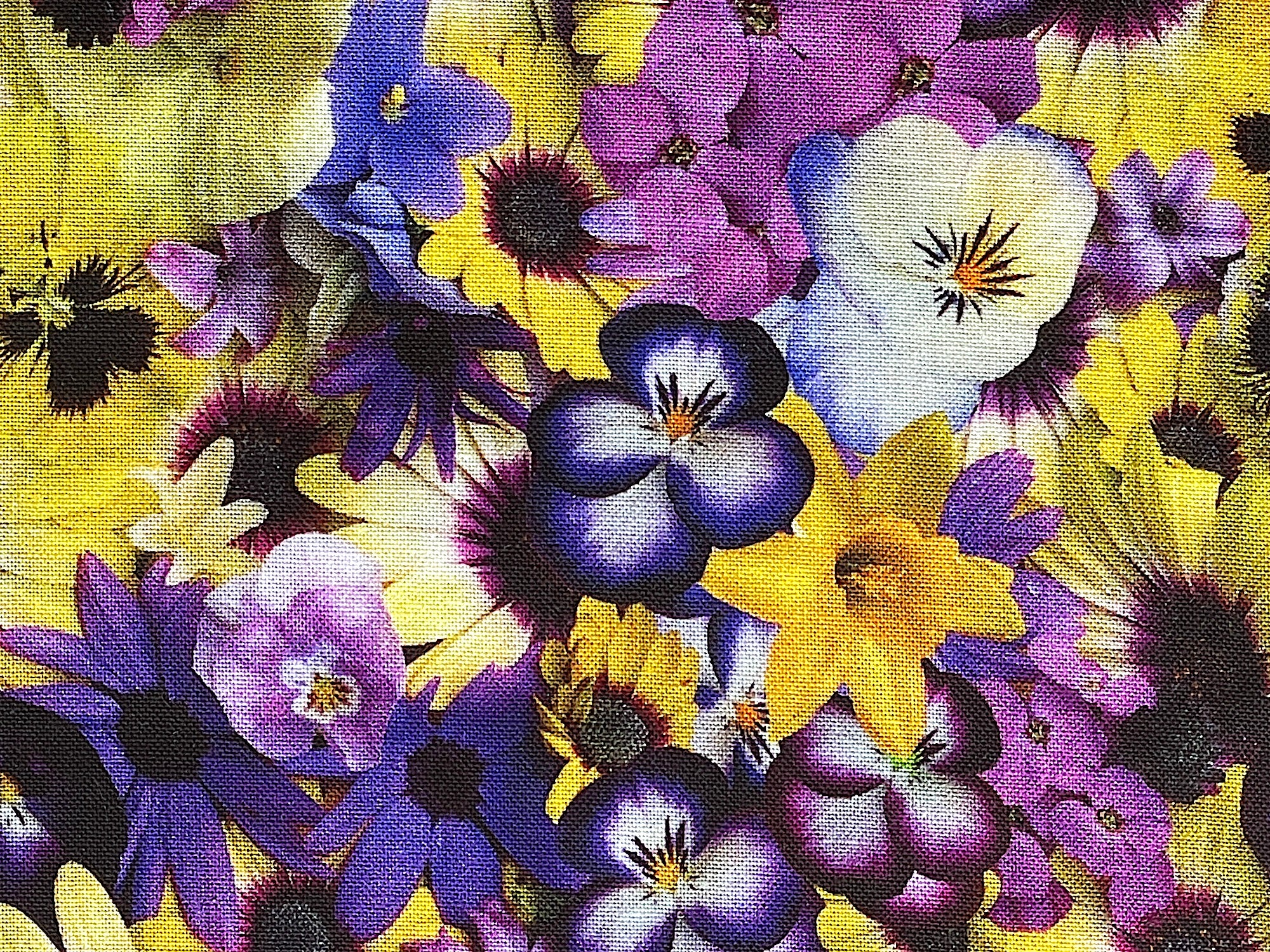 Close up of pansies, daffodils and daisies.