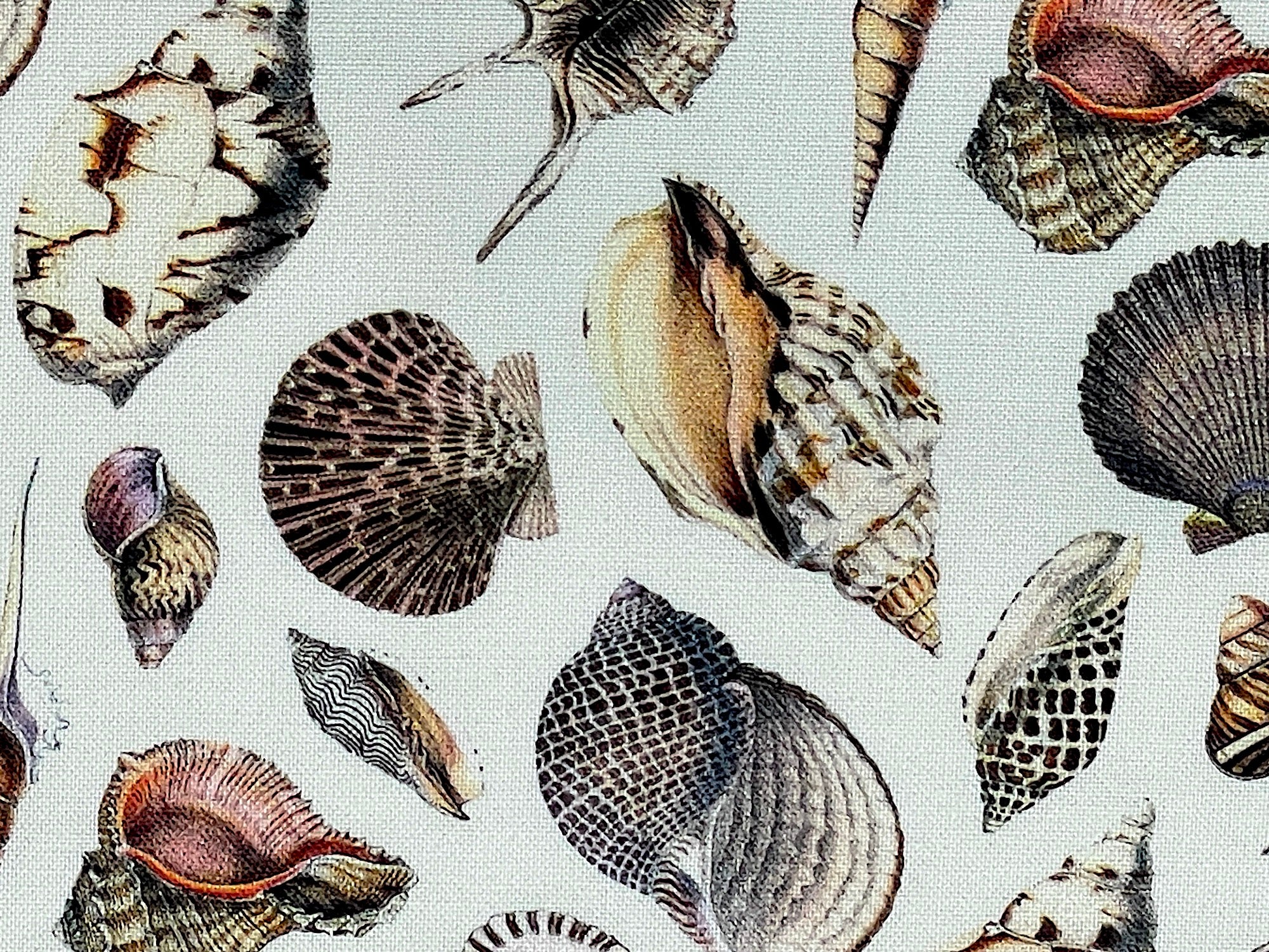Close up of seashells in shades of cream, brown, beige.