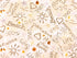 Sand fabric covered with sayings such as paradise, beach, sea, love and more.  You will also find hearts, sun and seashells.