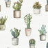 Cactus in pots.