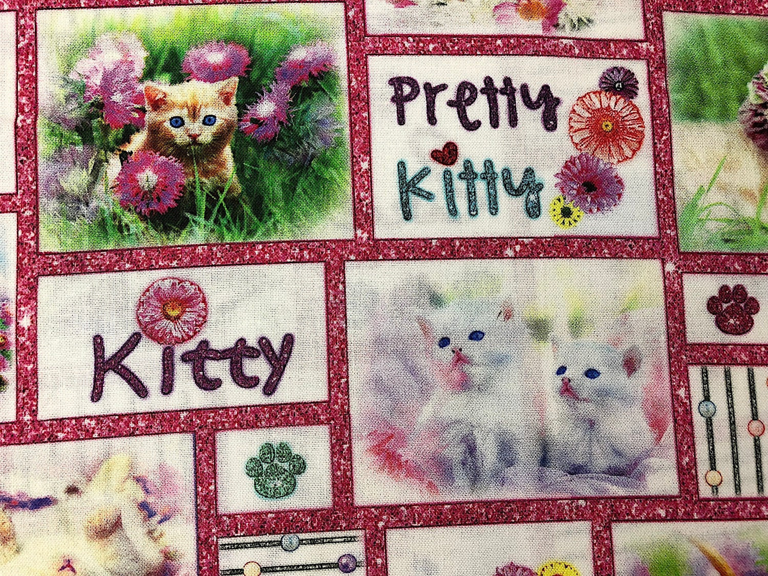 Close up of white kitties and the words pretty kitty.