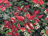 Poinsettias and Holly on a dark green background