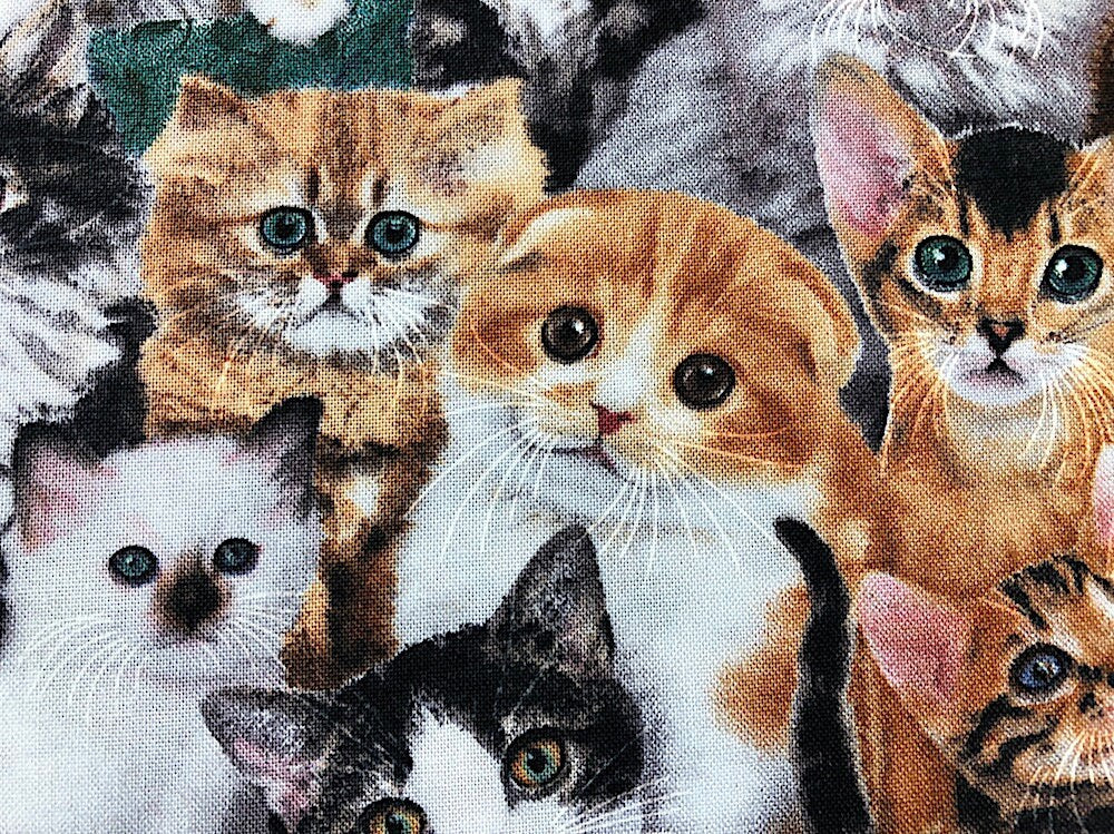 Close up of cats that are orange, white and black.