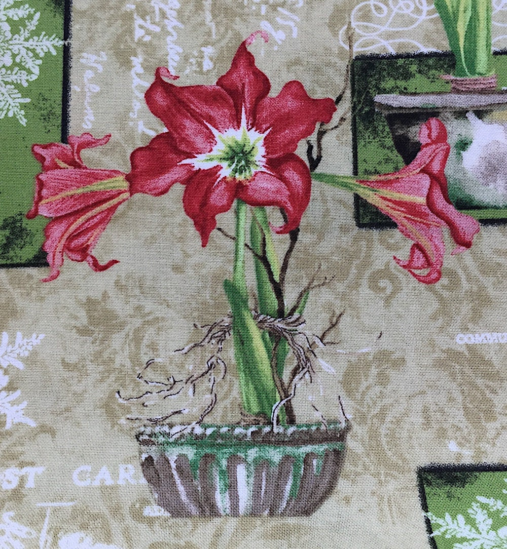 Close up of a potted Amaryllis.