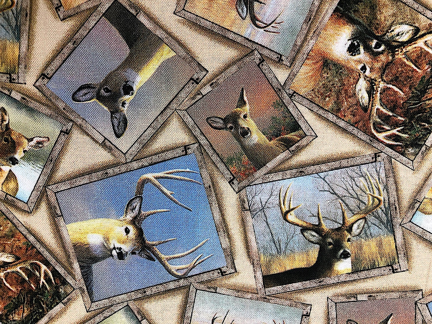 Close up of frames of deer.