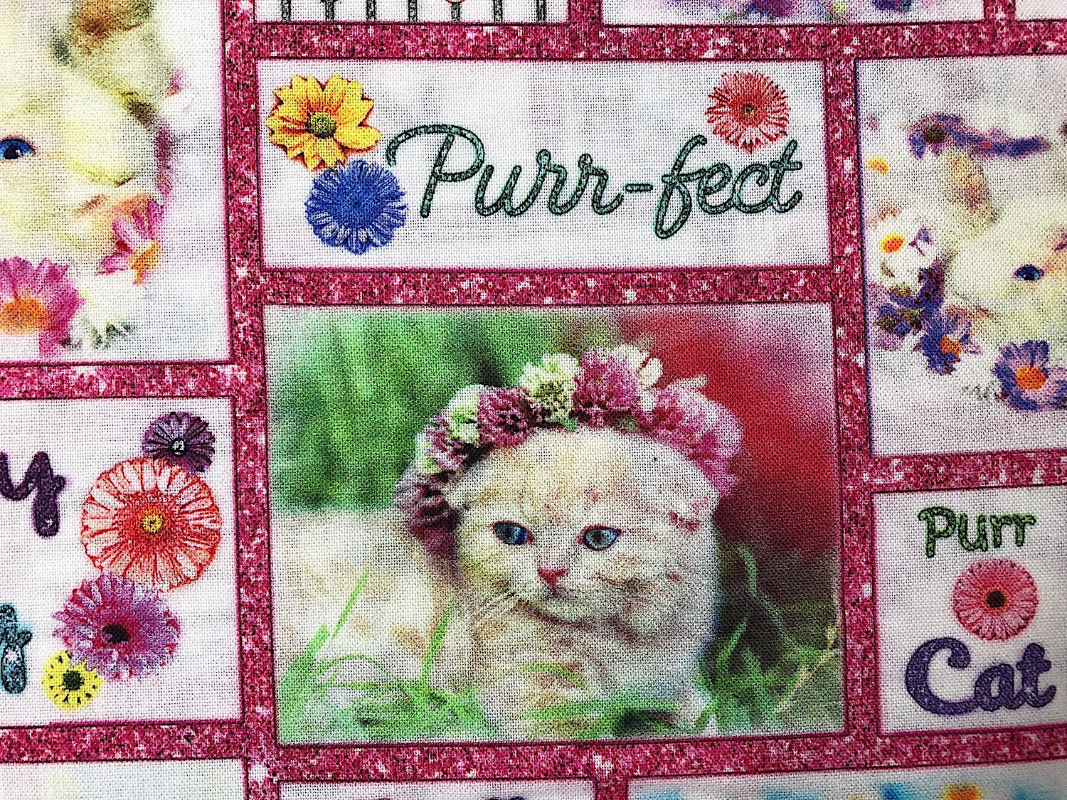 Close up of a white kitty wearing a flower tierra.