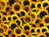 This fabric is covered with yellow sunflowers and green leaves