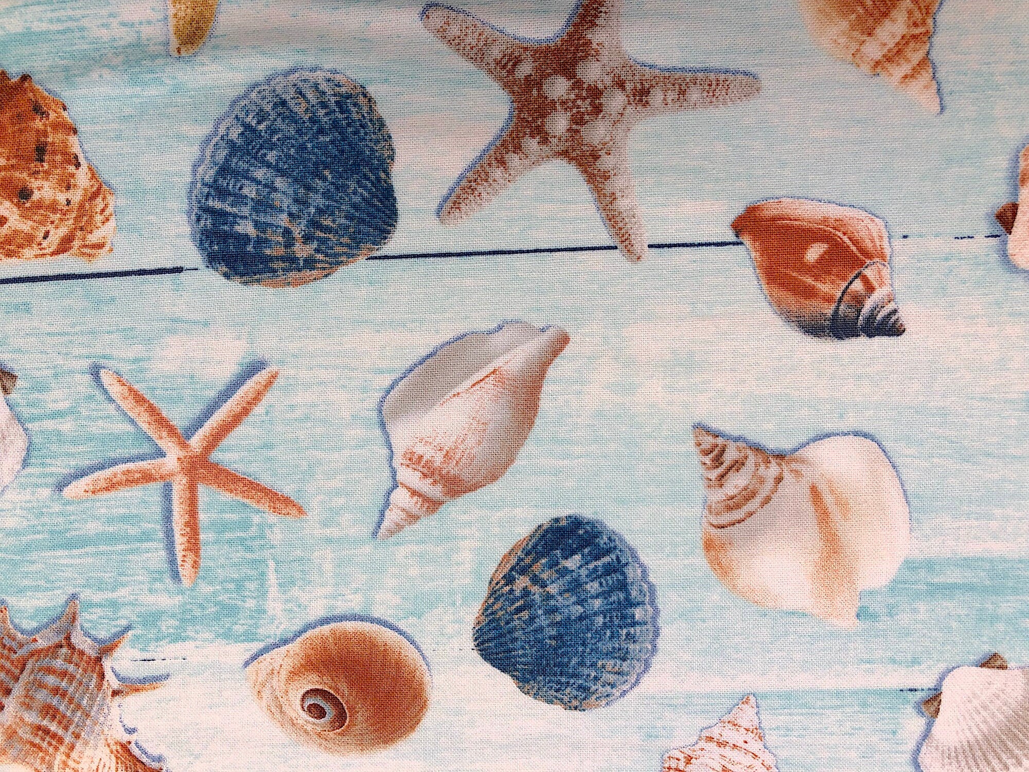 Close up of seashells.