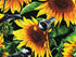 Close up of a bird sitting on a sunflower.