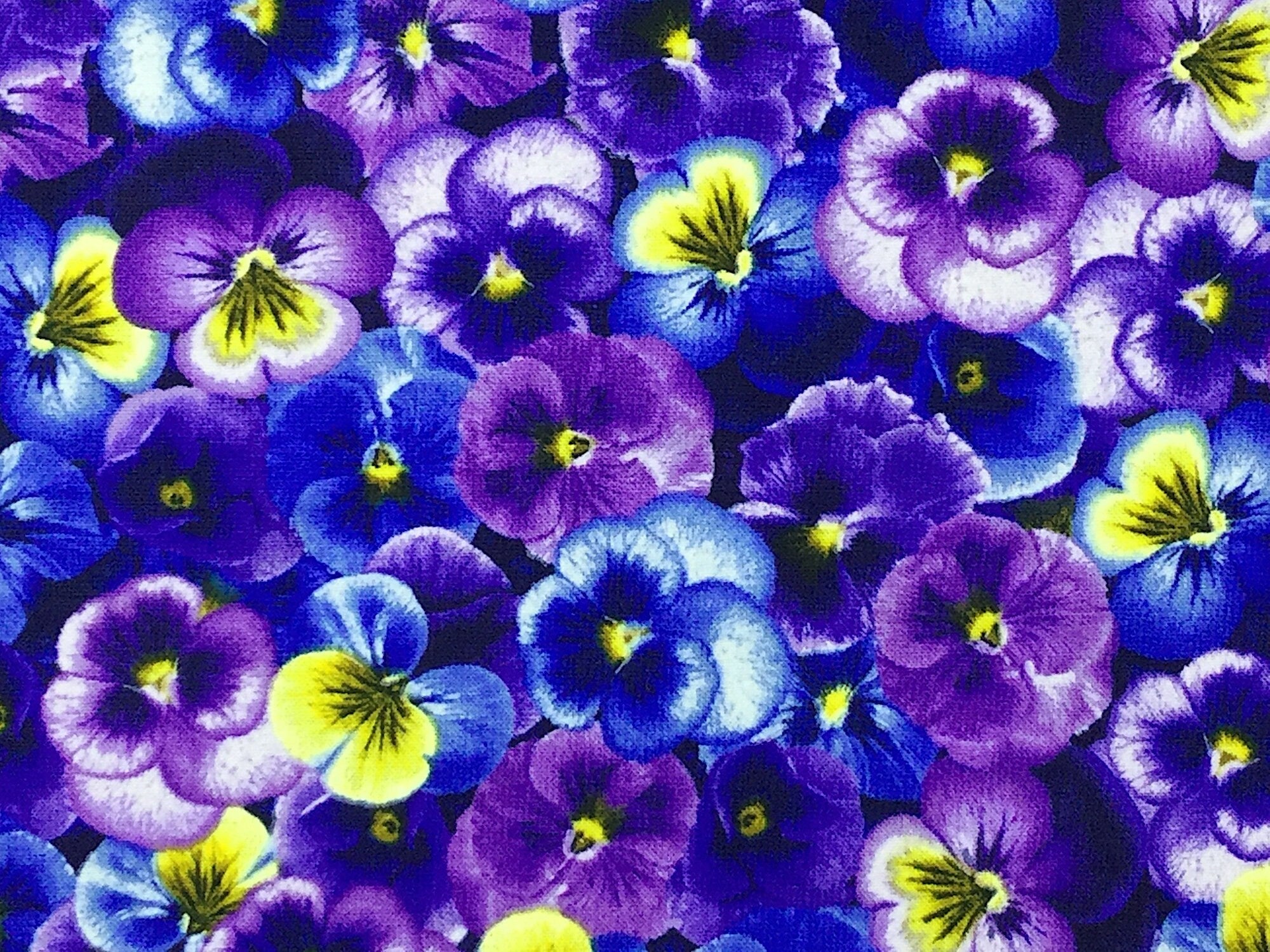 Close up of purple, blue and yellow pansies.