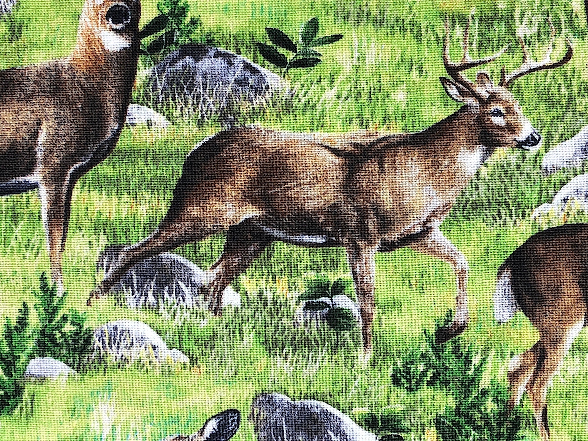 Close up  of a deer running in a field.