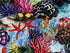 Close up of coral, starfish and more.