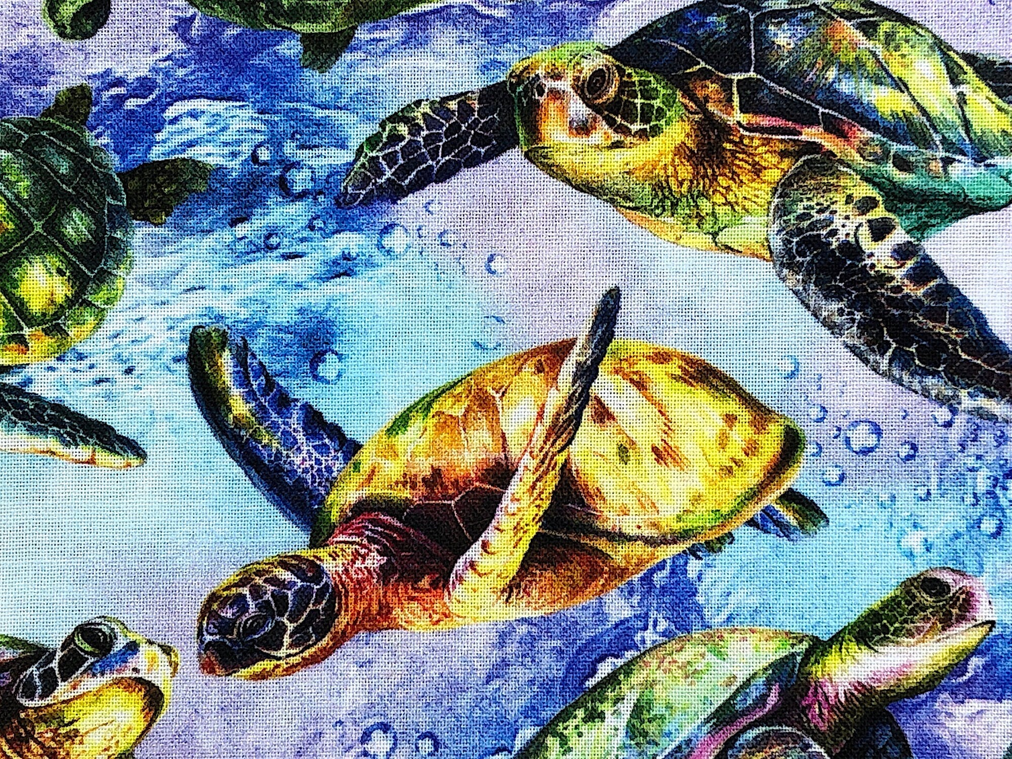 Close up of turtles swimming in the water.