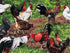 Close up of roosters and chickens in the yard.