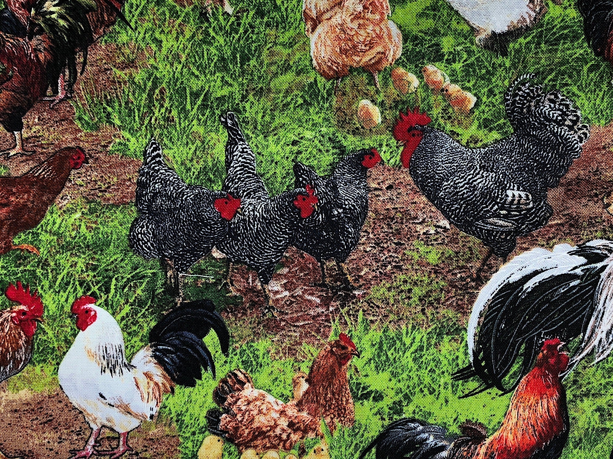 Close up of roosters and chickens and their babies.