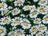 Close up of daisies.
