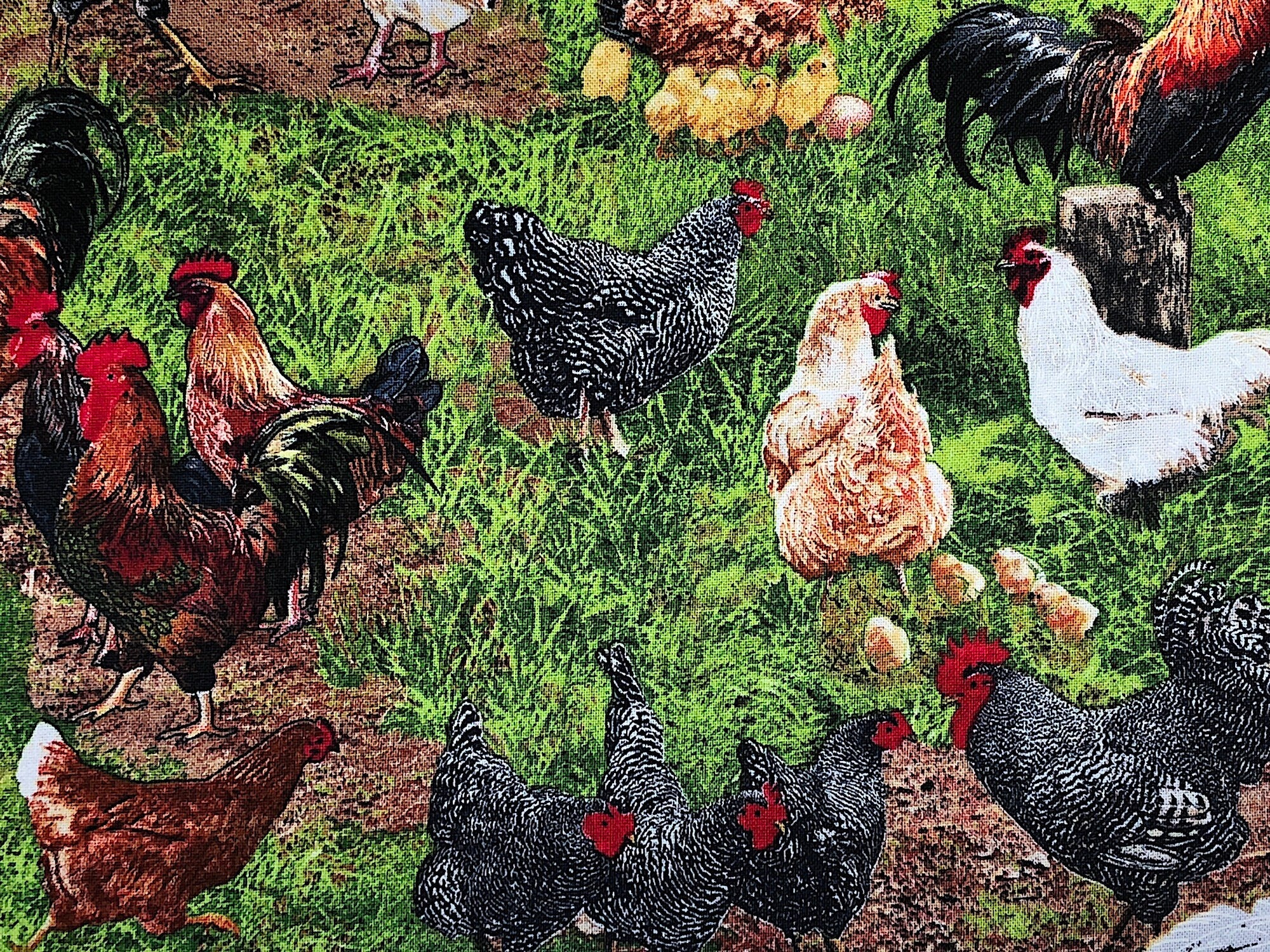 Close up of chickens and roosters in a grassy yard.
