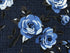 Close up of blue roses