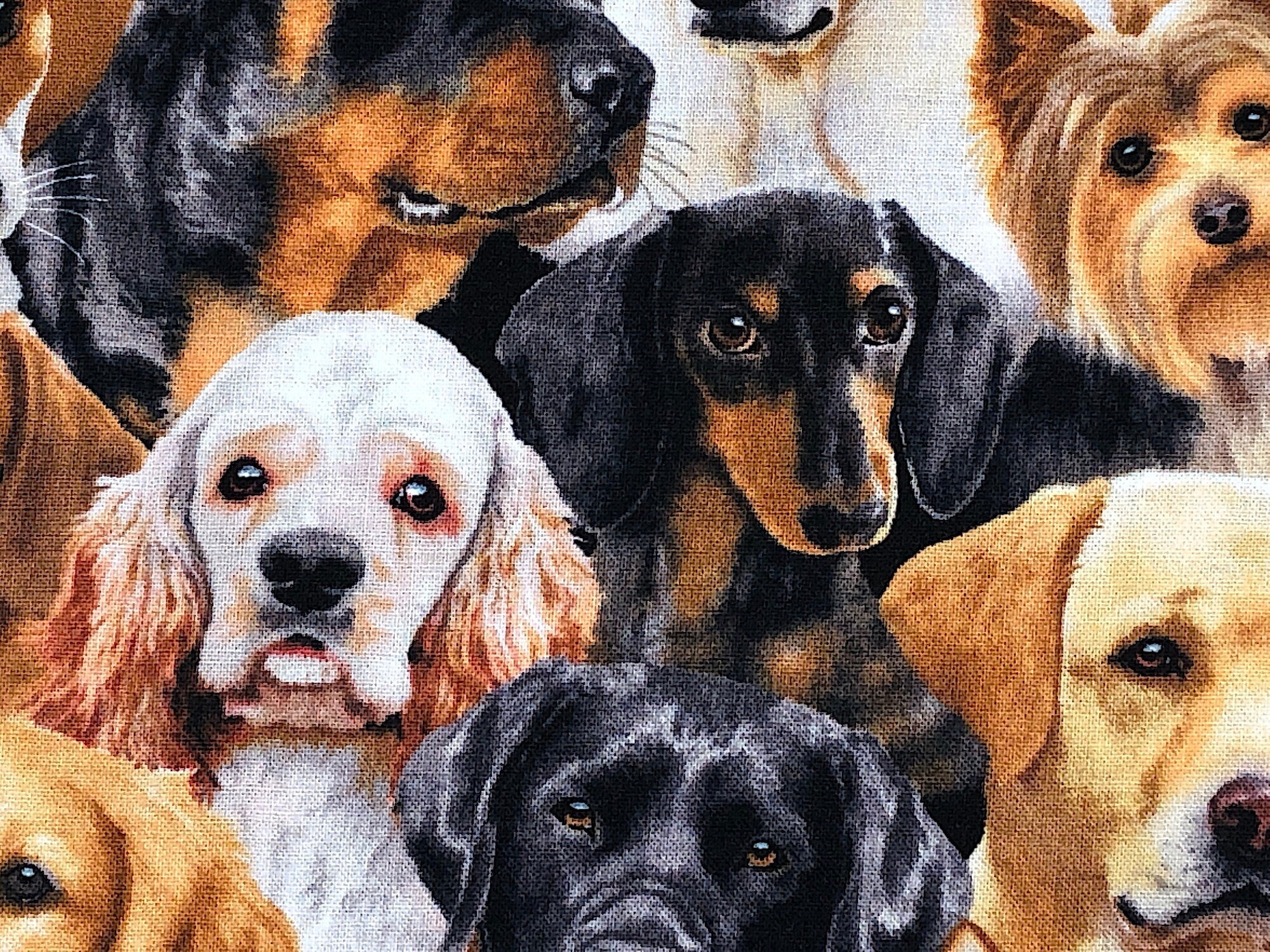 Close up of dogs.