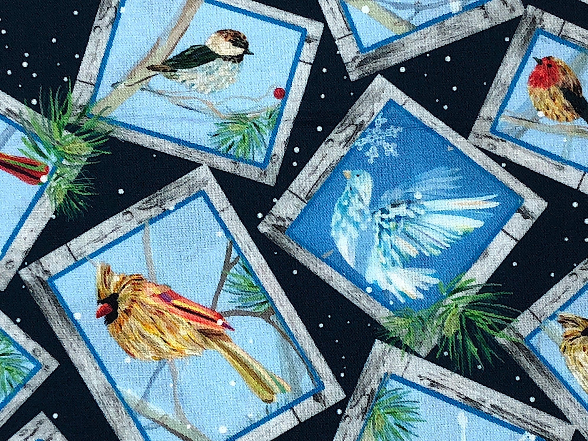 Close up of birds in frames