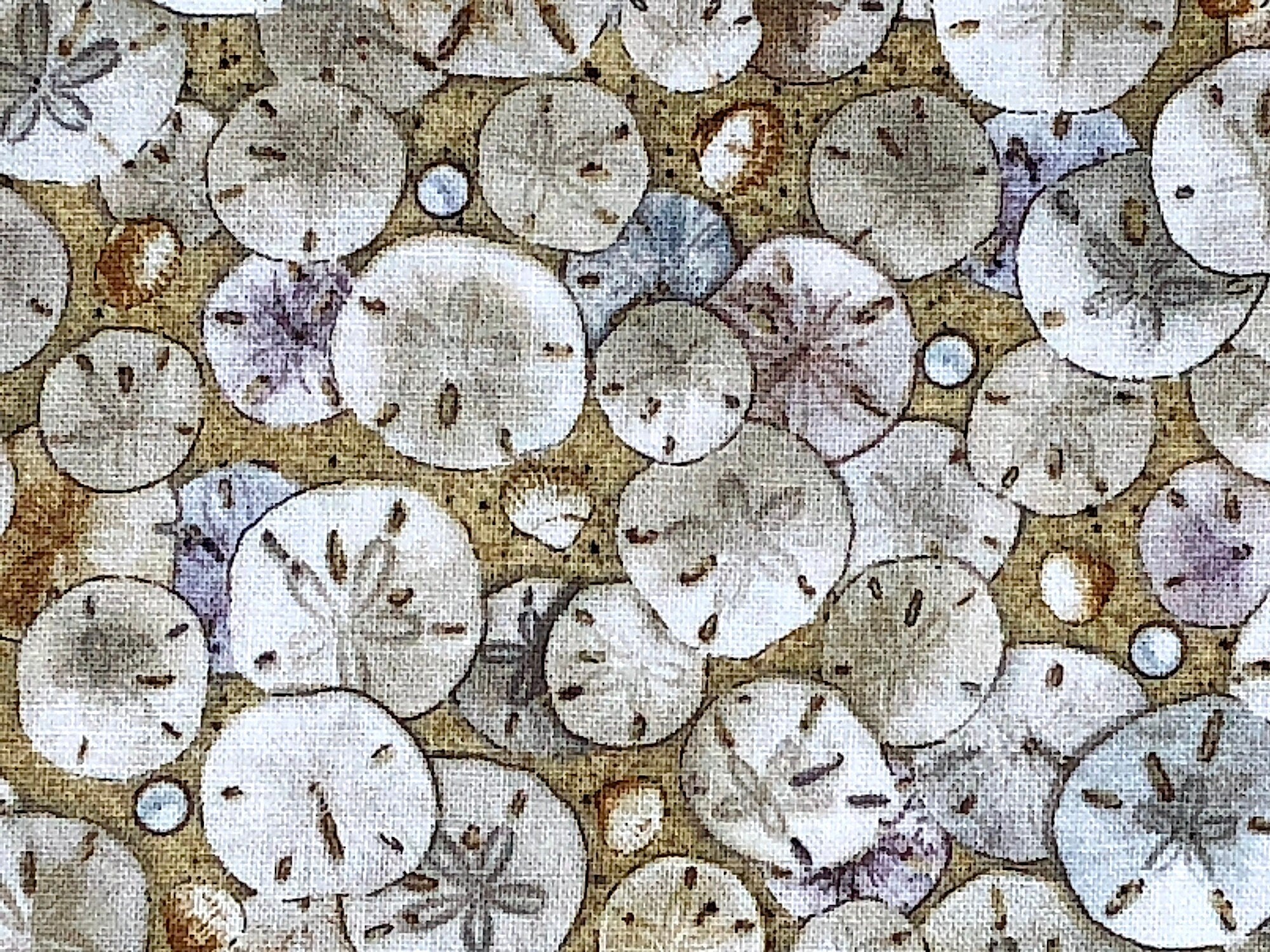 Close up of sand dollars.