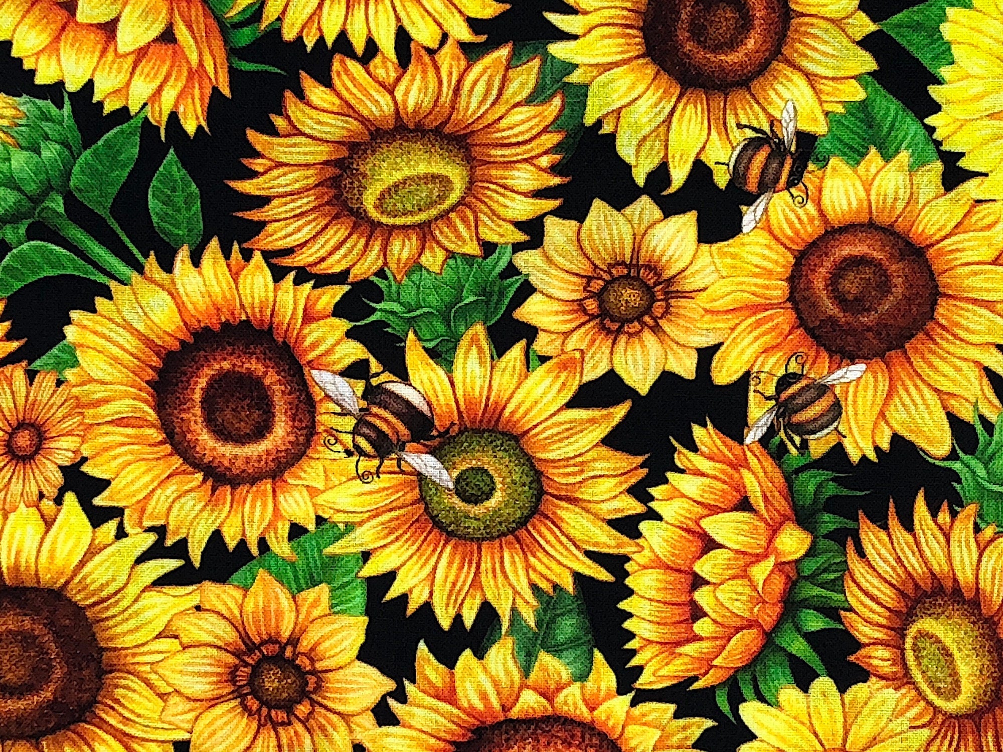 Close up of bees on sunflowers.