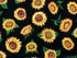 Close up of yellow sunflowers and green leaves on a black background.