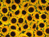 Cotton fabric covered with sunflowers.