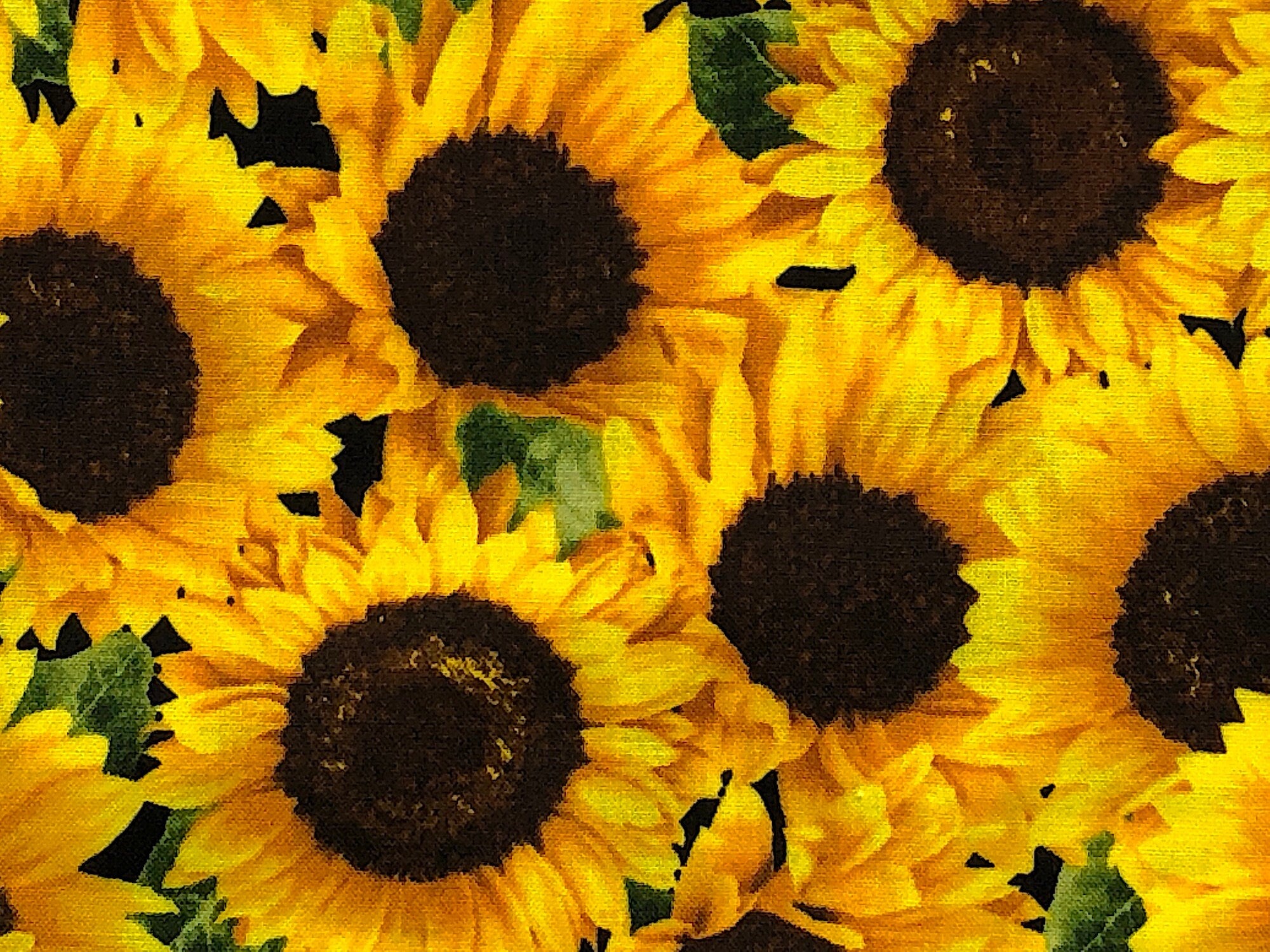 Close up of yellow sunflowers.