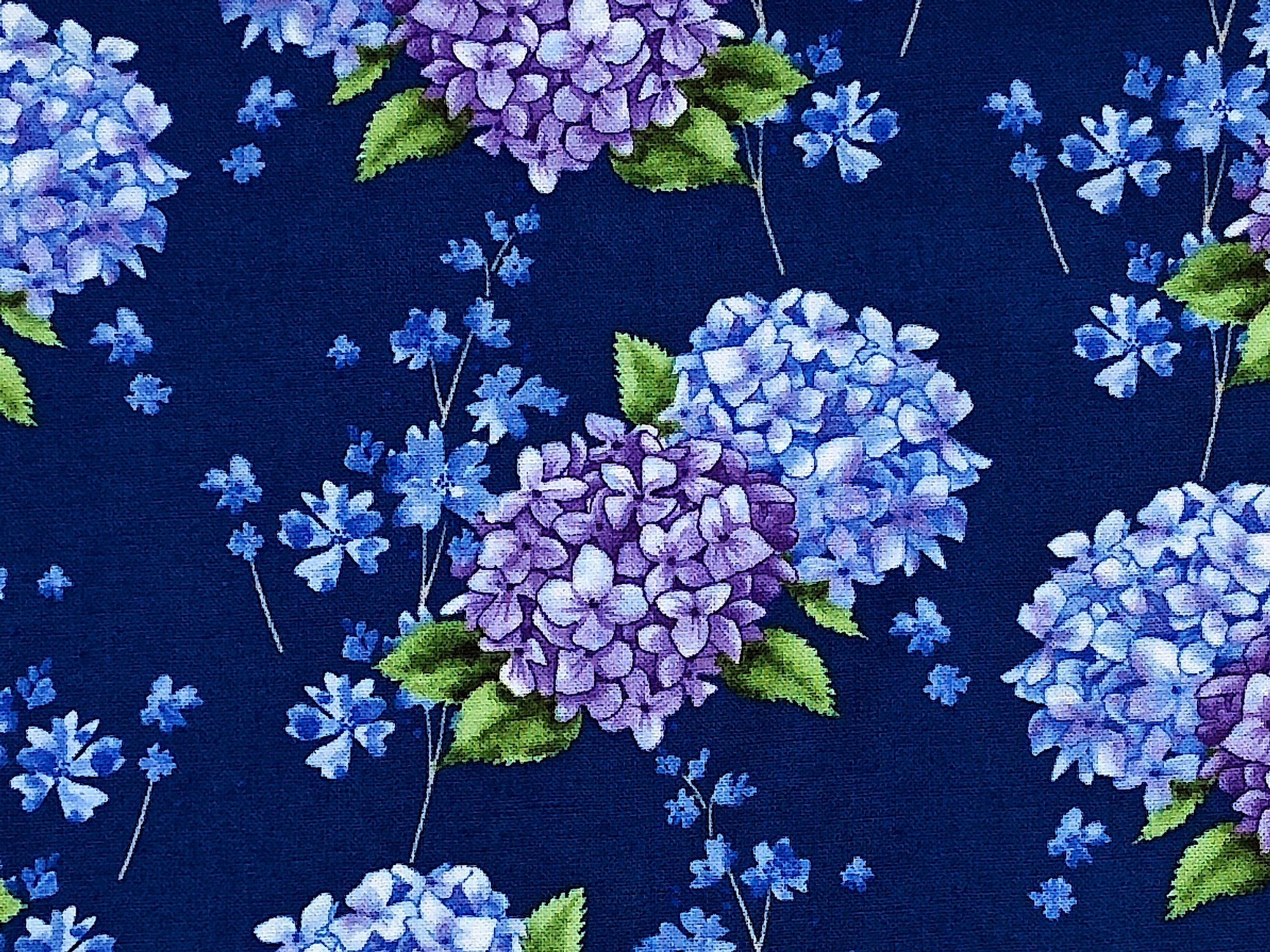 Close up of blue and purple hydrangea flowers and green leaves on a blue background.