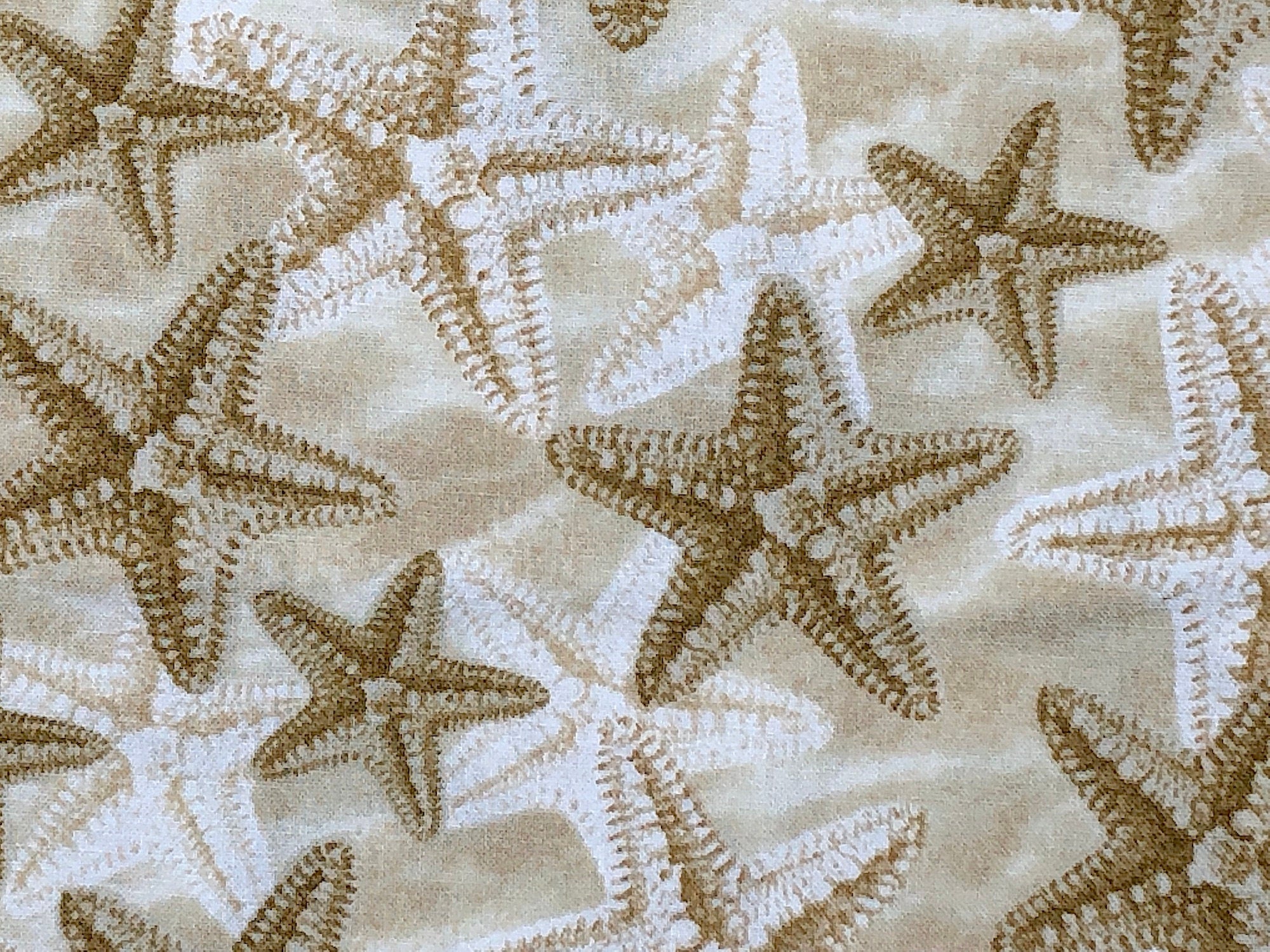 Close up of starfish in the sand.