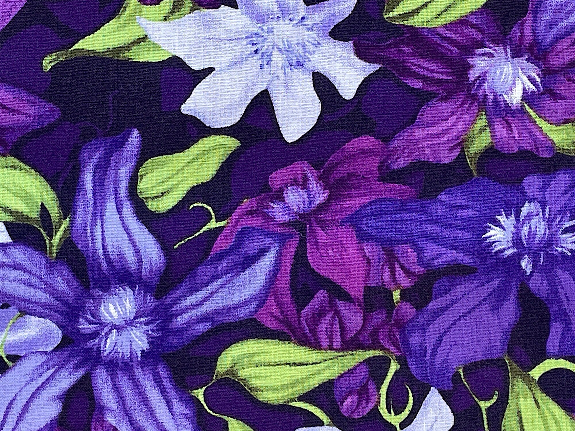 Close up of purple clematis and green leaves.