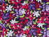 This dark purple fabric is covered with red, lavender and purple clematis.