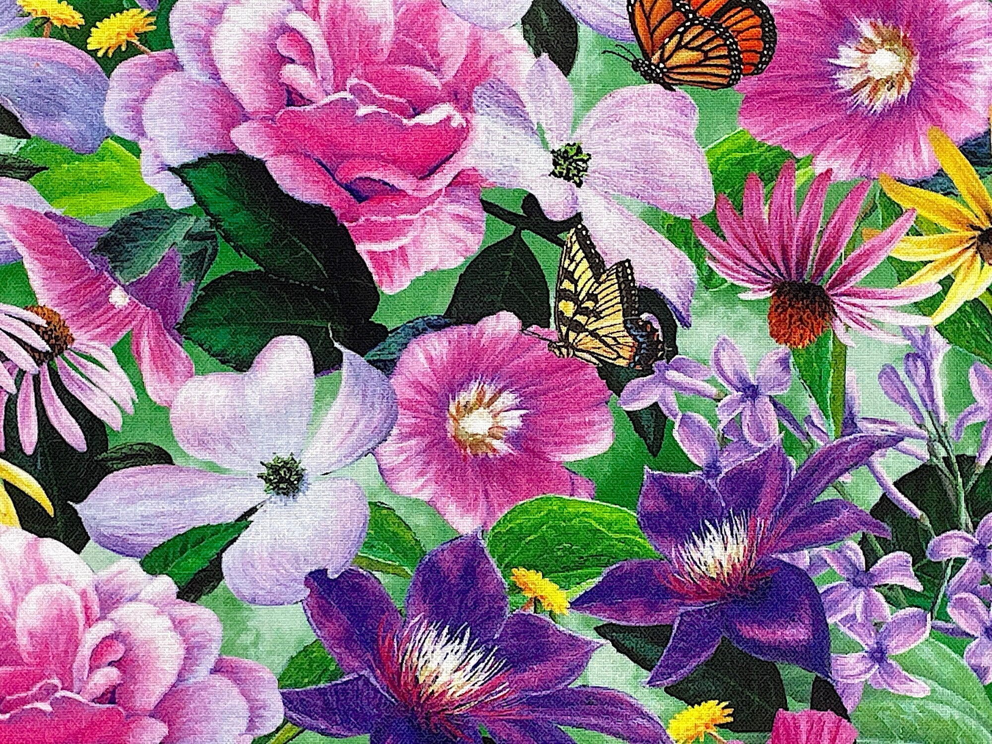 Close up of clematis and butterflies.
