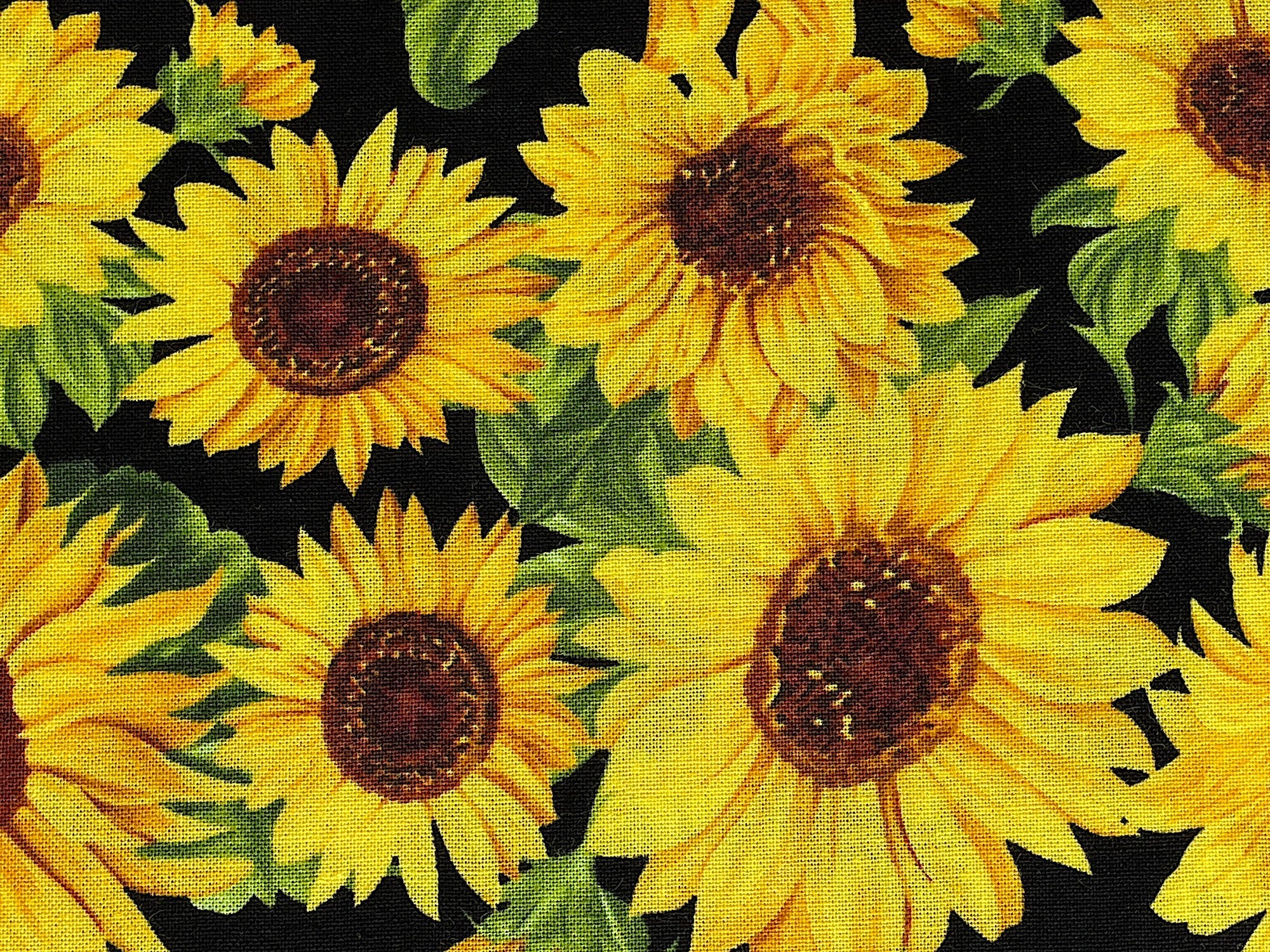 Close up of sunflowers.