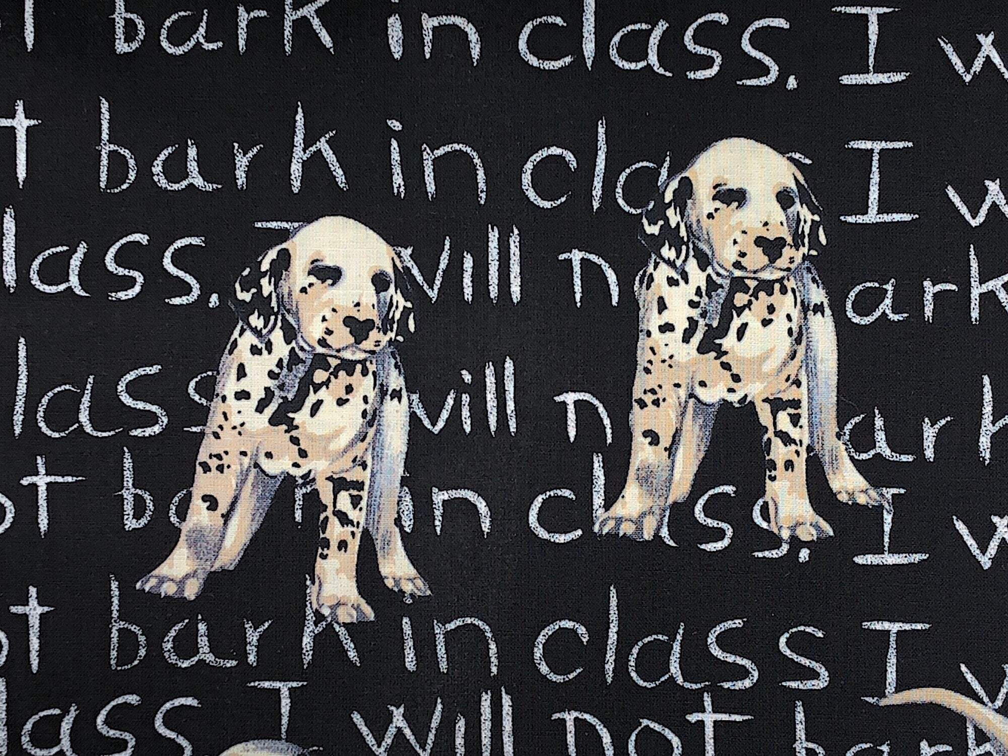 Close up of two dalmatians.