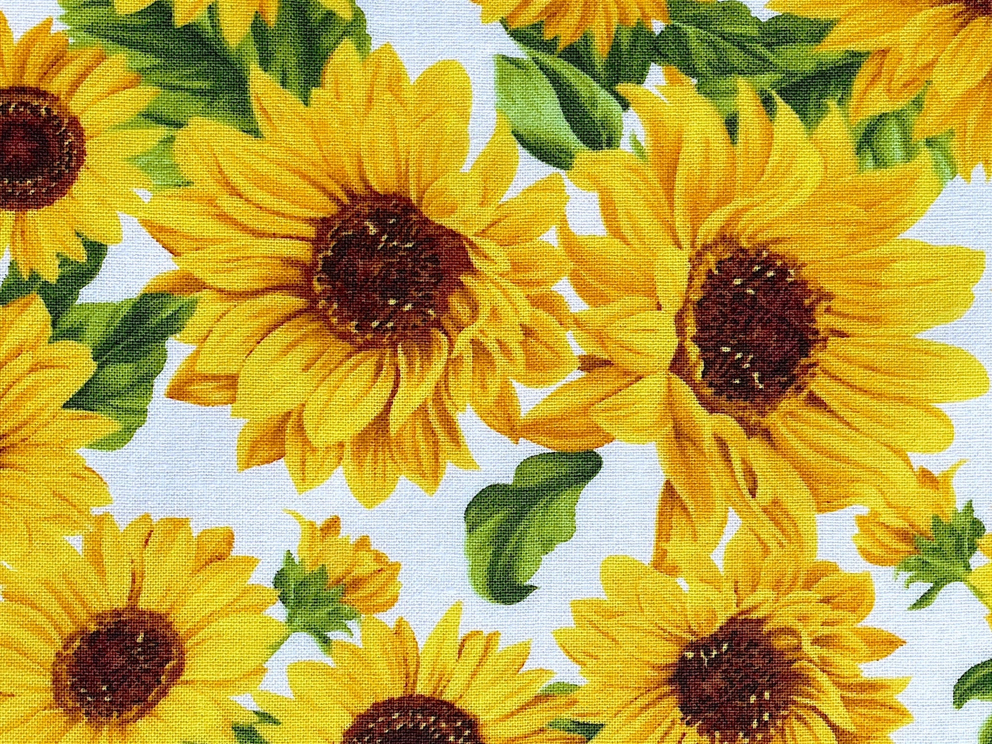 Close up of sunflowers on a white background.