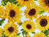 Close up of sunflowers on a white background.