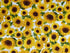 This is one of four designs from the Sunflower Sunrise collection that I currently have in stock. This one has Yellow Sunflowers on a white background