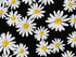 Close up of daisies on a black background.