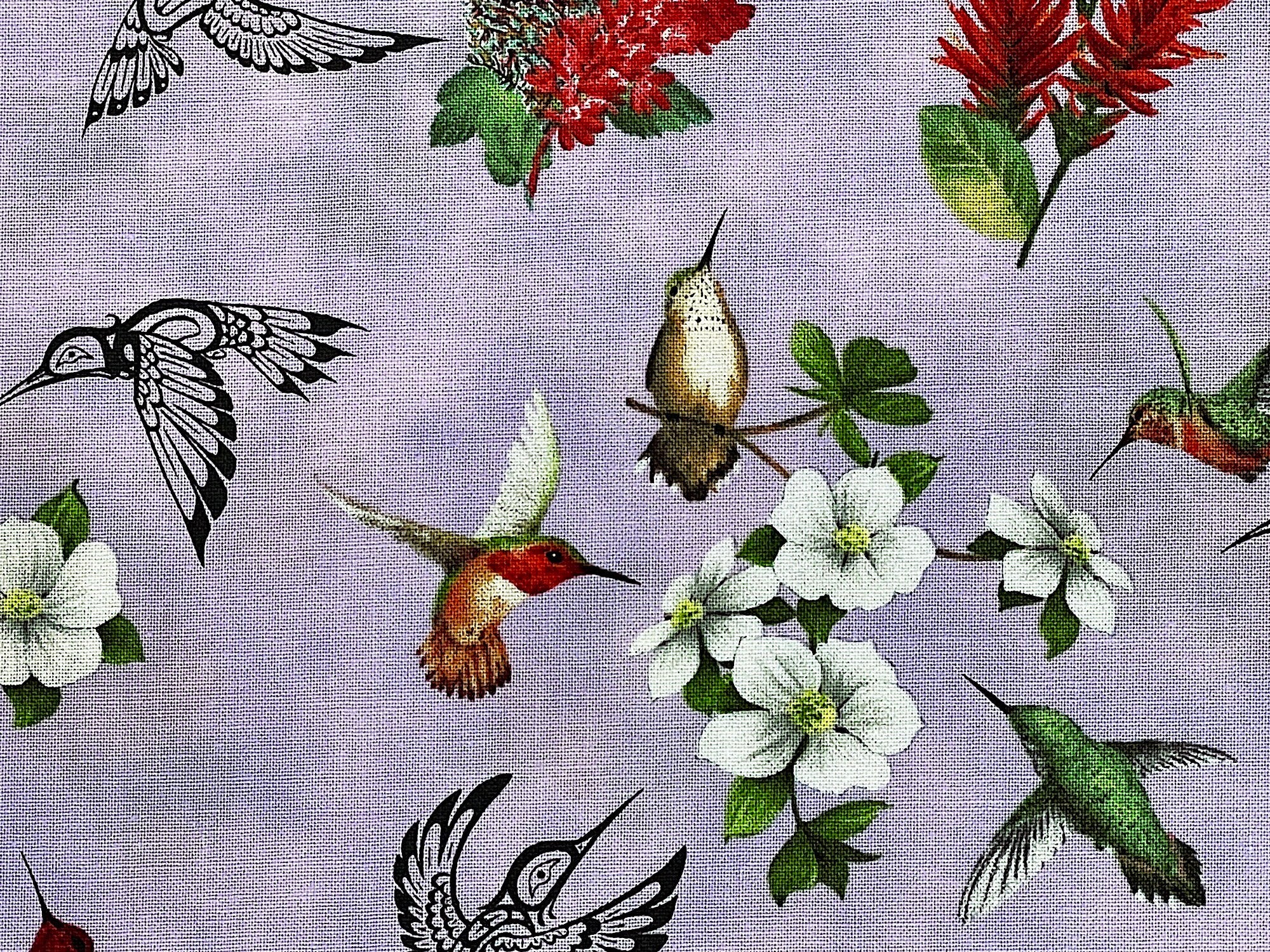 Close up of white flowers and hummingbirds.