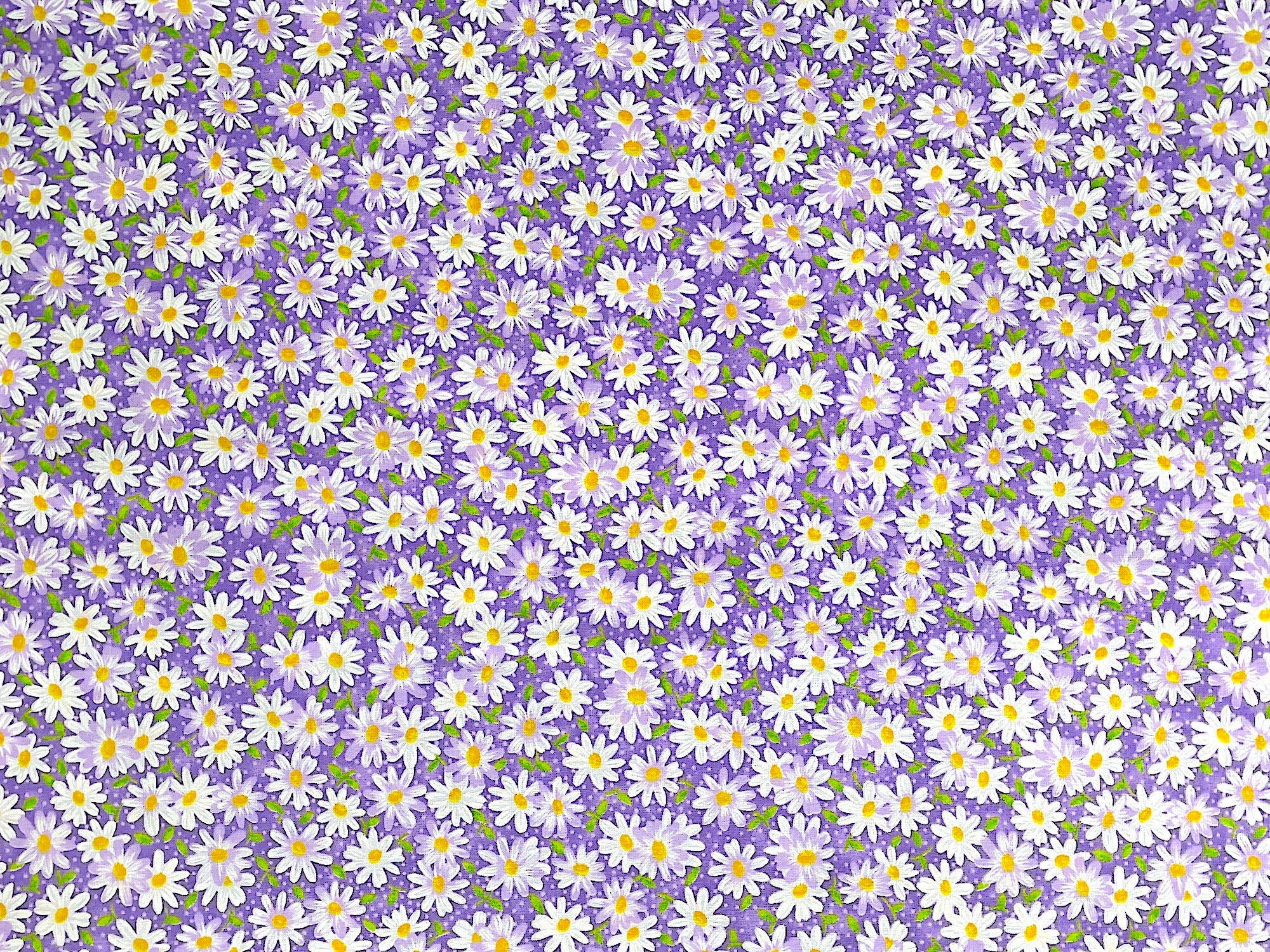 White Daisies with yellow centers on a purple background