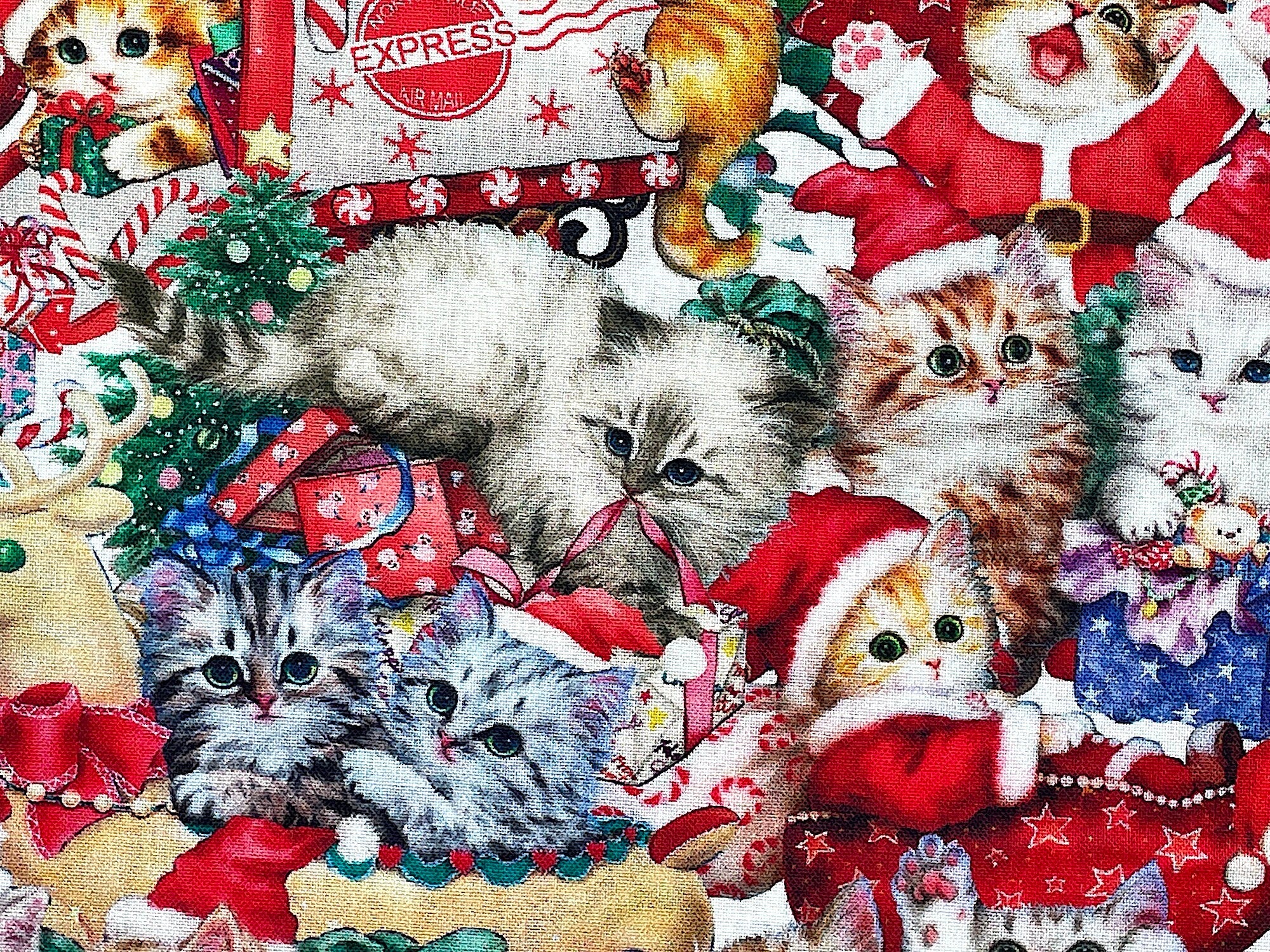 Close up of kittens in red suits.