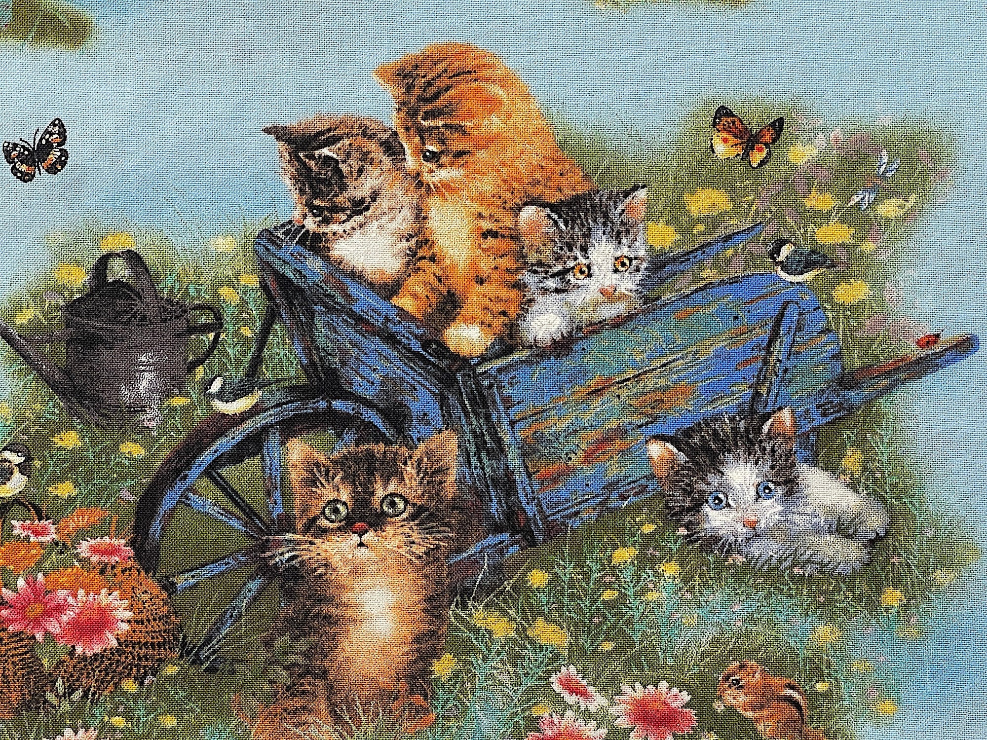 Close up of kittens in a wheelbarrow in a field.