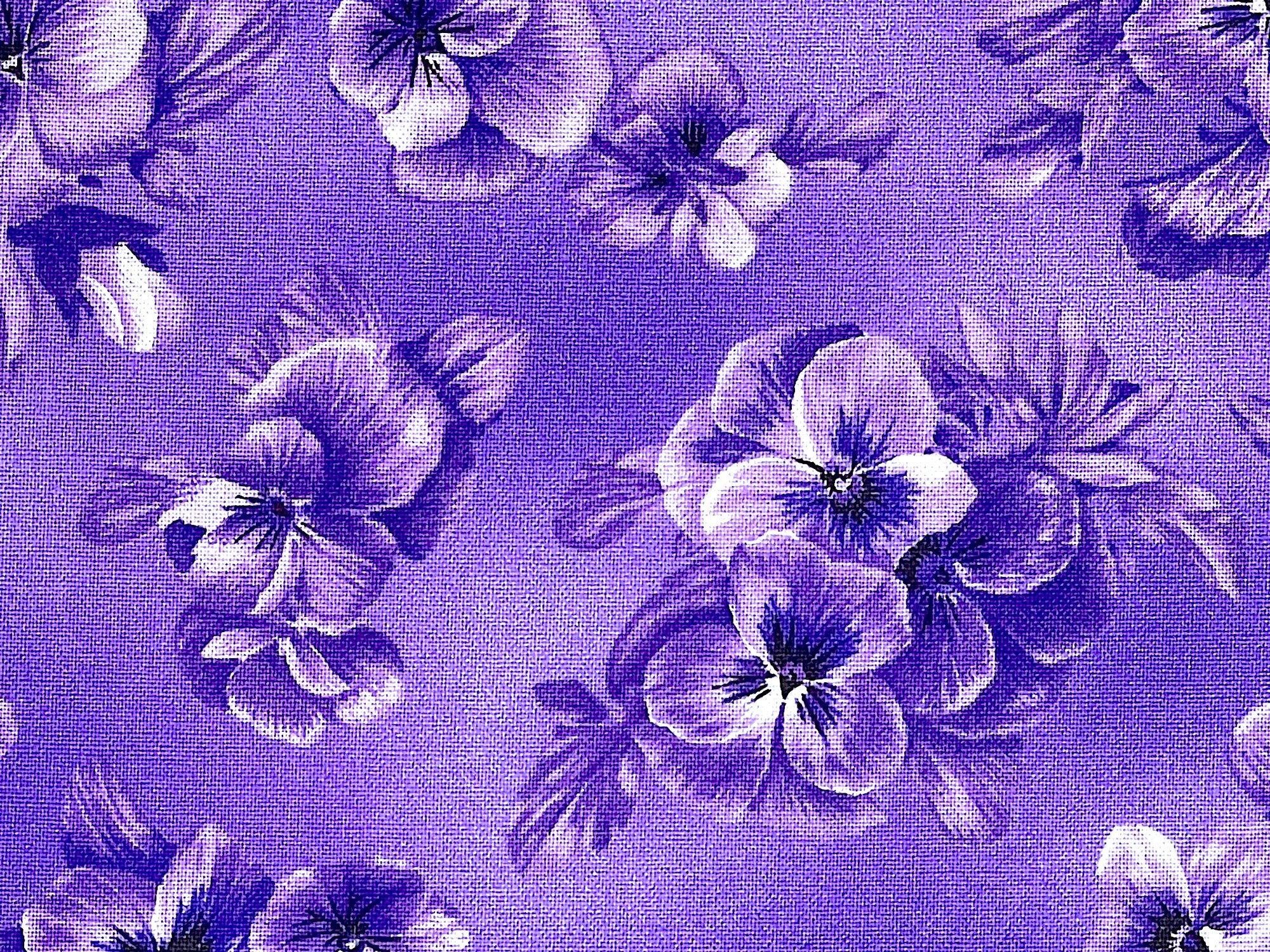 Close up of purple pansies on a purple background.