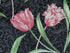 Close up of pink and white tulips and green leaves.